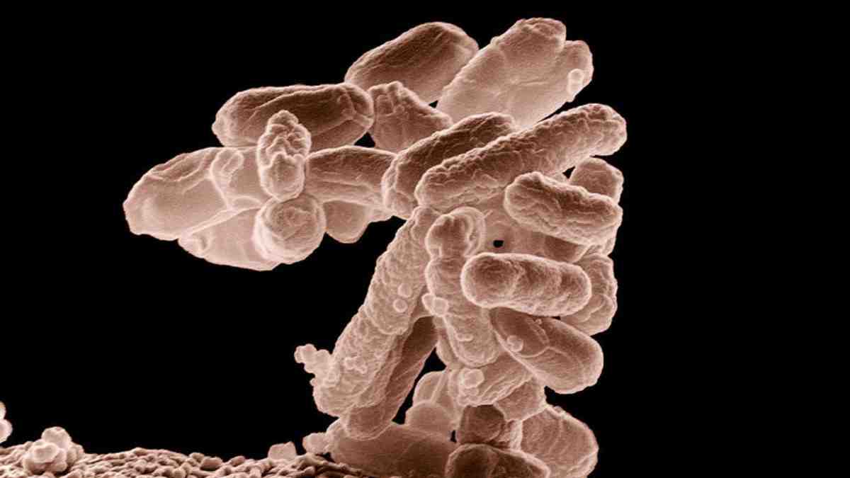 E Coli Bacteria More Capable At Evolving Antibiotic Resistance Than   Half Dose Of Covid 19 Booster Delivers Similar Immune Response As Full Study   Pic Courtesy News Agency 