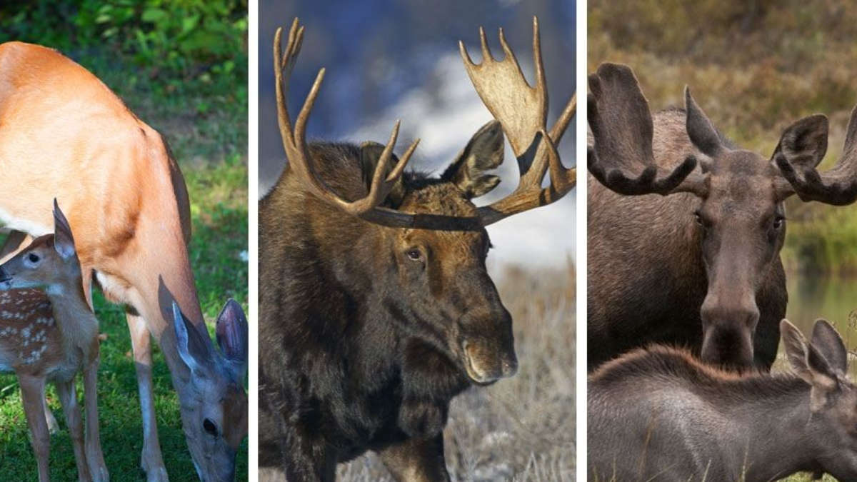 No Way To Know If 'Zombie Deer' Disease Spread In Humans: Report | Glamsham