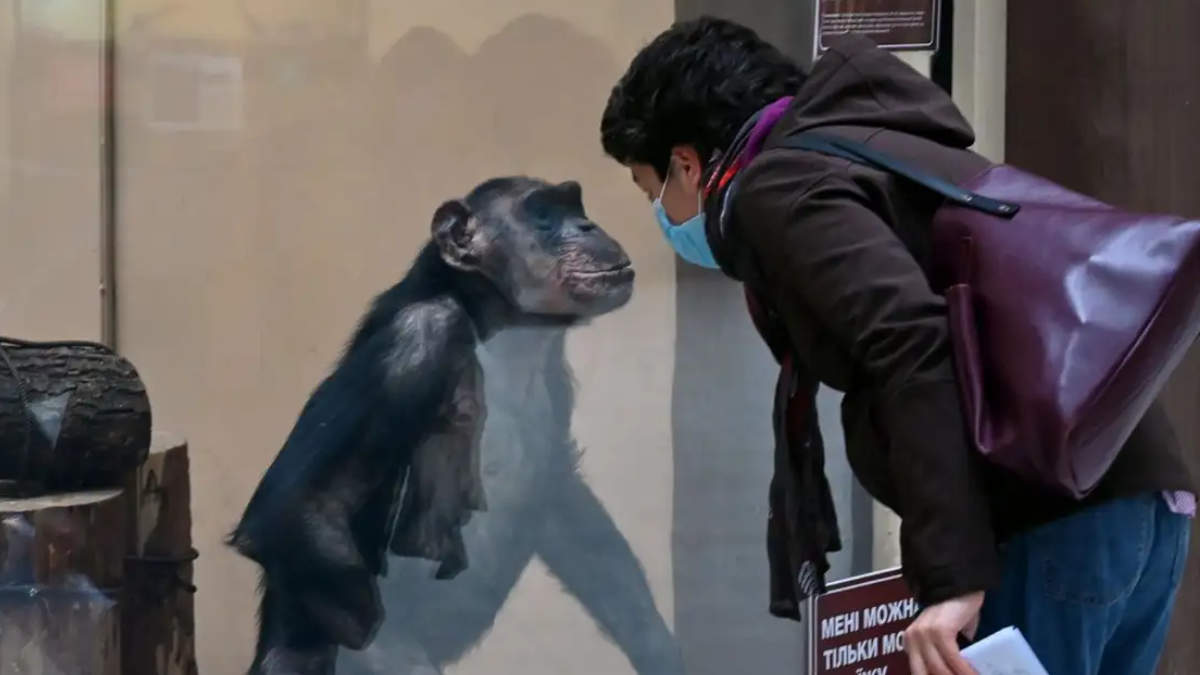 Humans Spread More Viruses To Animals Study Glamsham