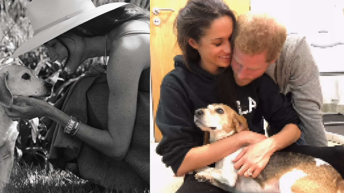 Meghan Markle’s beloved dog Guy passes away – Her emotional tribute will leave you in tears