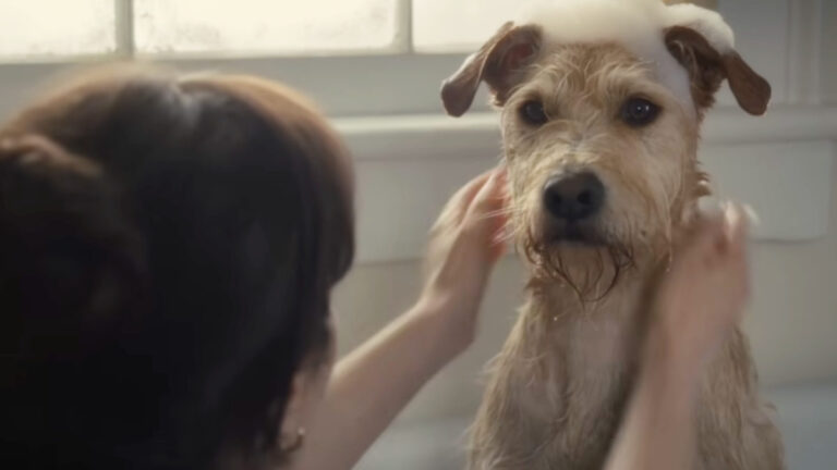 Zooey Deschanel & Charlie Cox Reunite for a Wholesome Dog-Love Comedy Merv