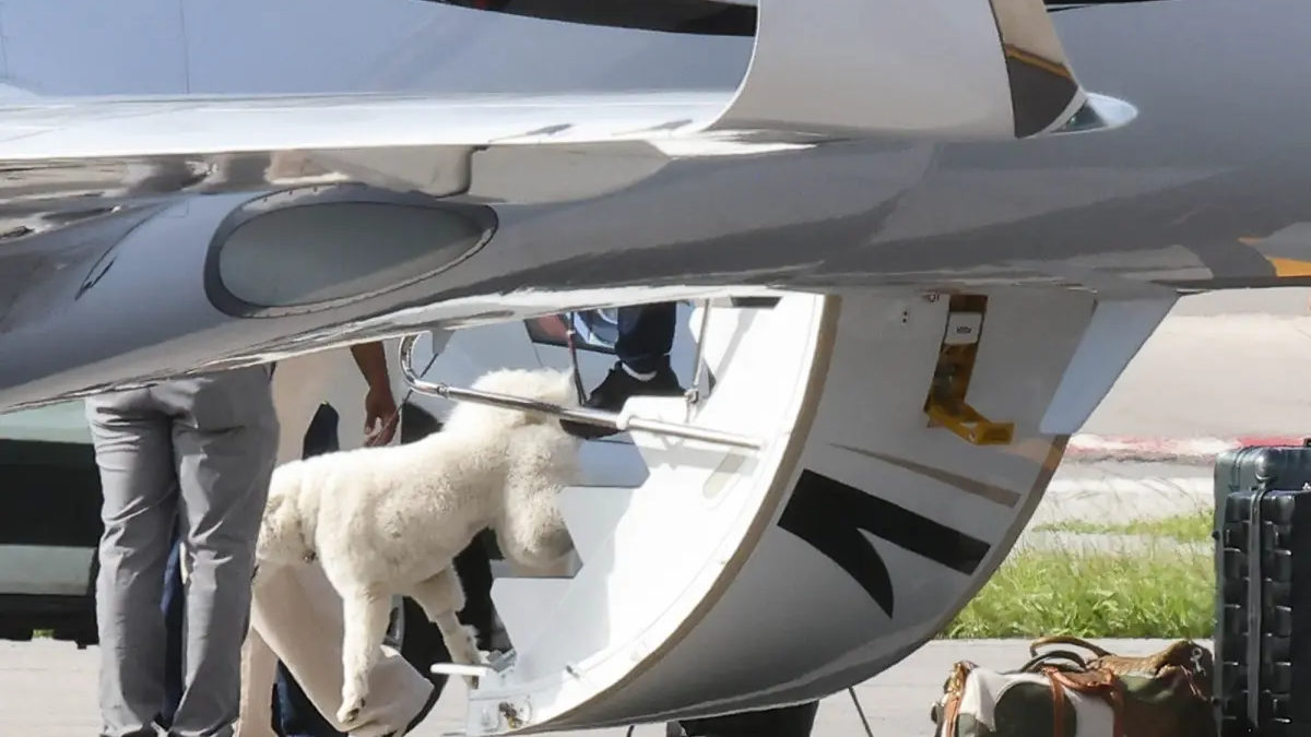 Taylor Swift And Travis Kelce’s Mystery Dog Makes First Public Appearance After Wedding 1 dog